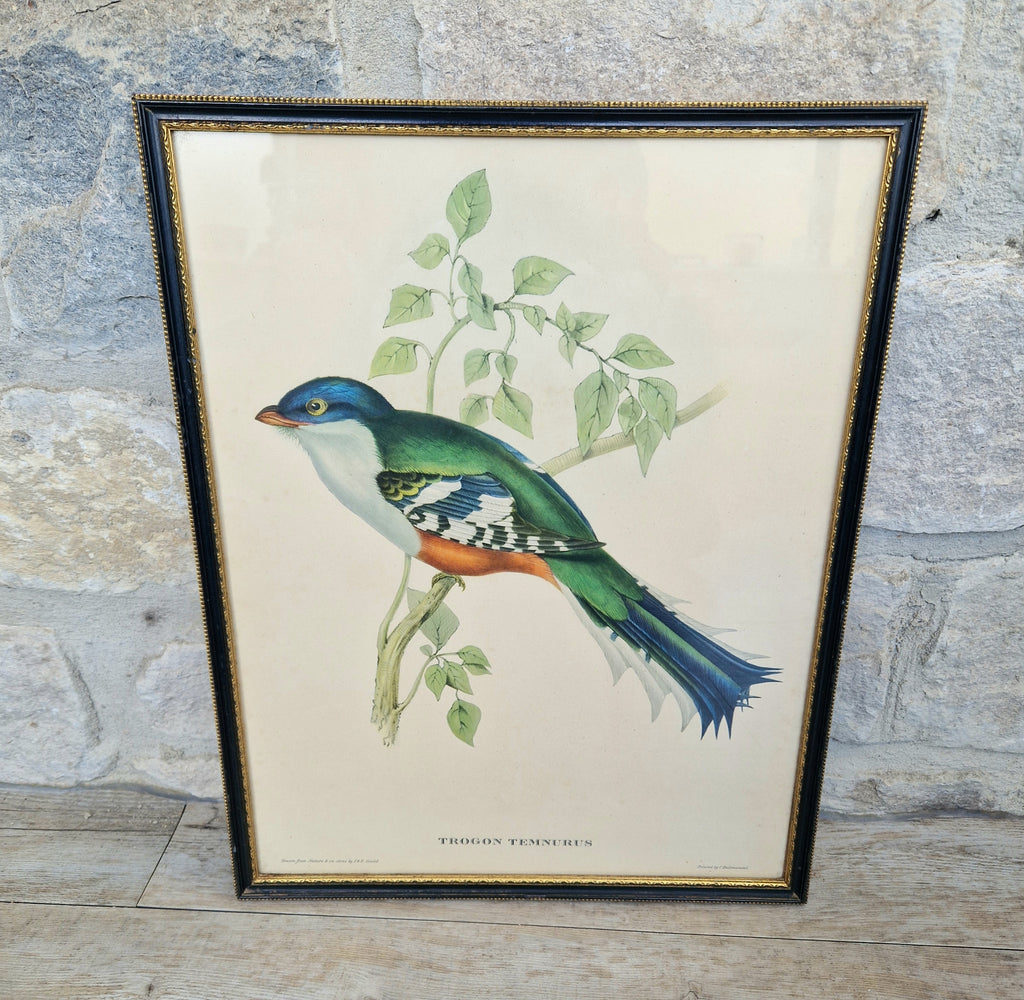John & Elizabeth Gould Tropical Bird Framed Lithograph Print 1955