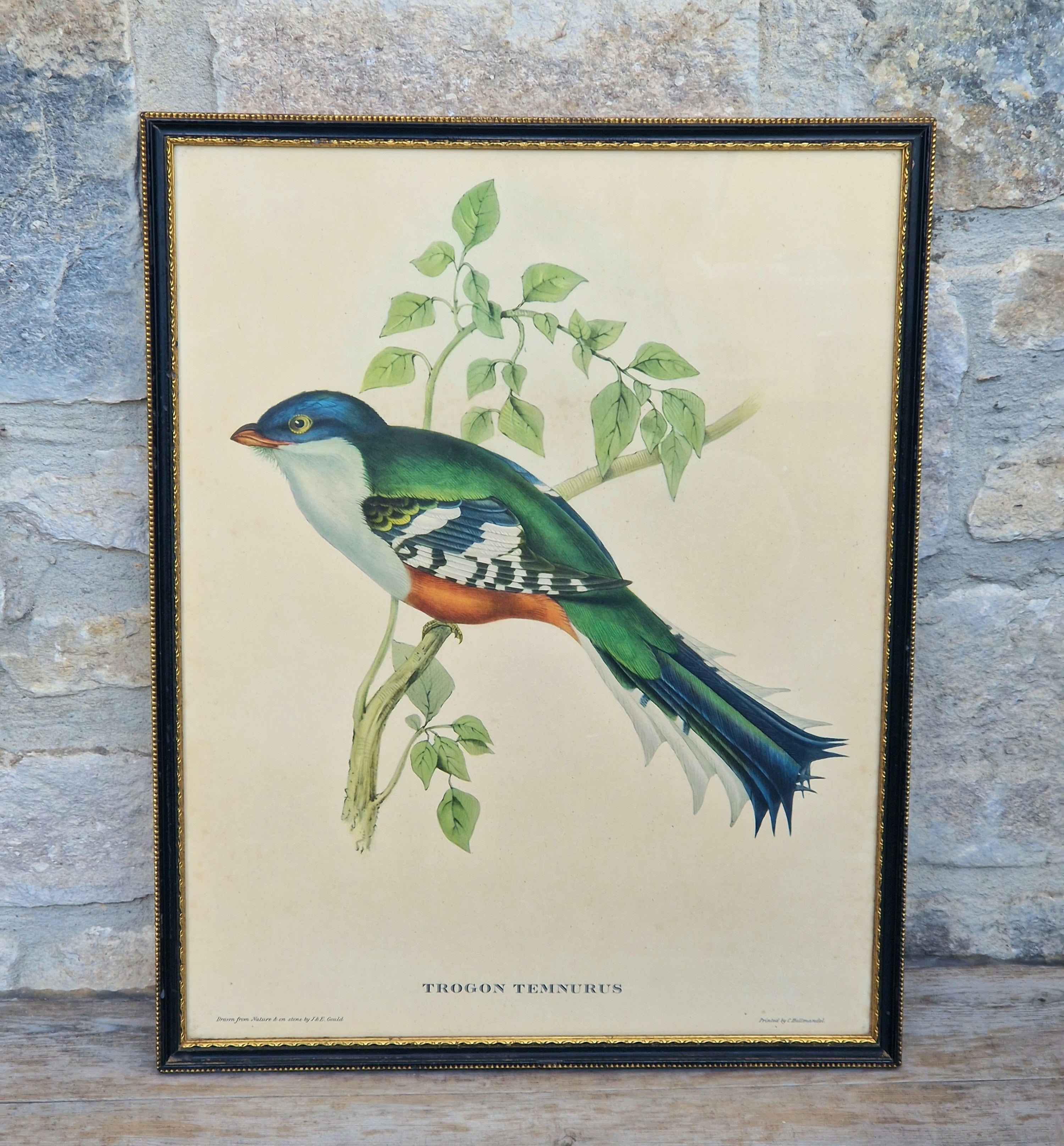 John & Elizabeth Gould Tropical Bird Framed Lithograph Print 1955