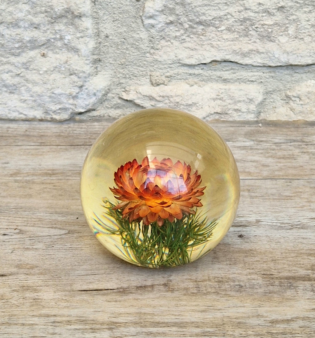 Vintage Hippocampus Embedments Orange Strawflower (Helichrysum) Lucite Paperweight 8cm