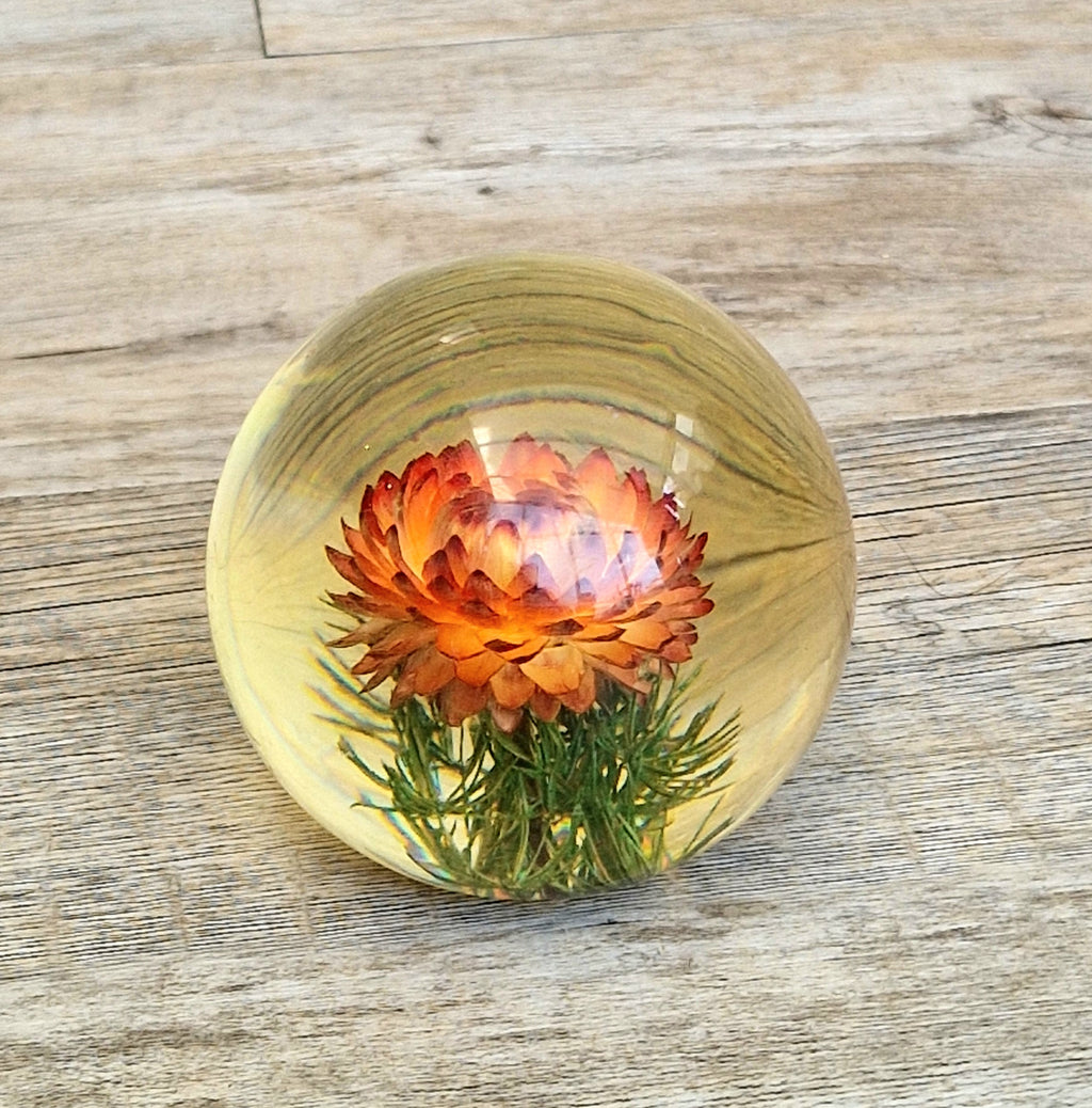 Vintage Hippocampus Embedments Orange Strawflower (Helichrysum) Lucite Paperweight 8cm