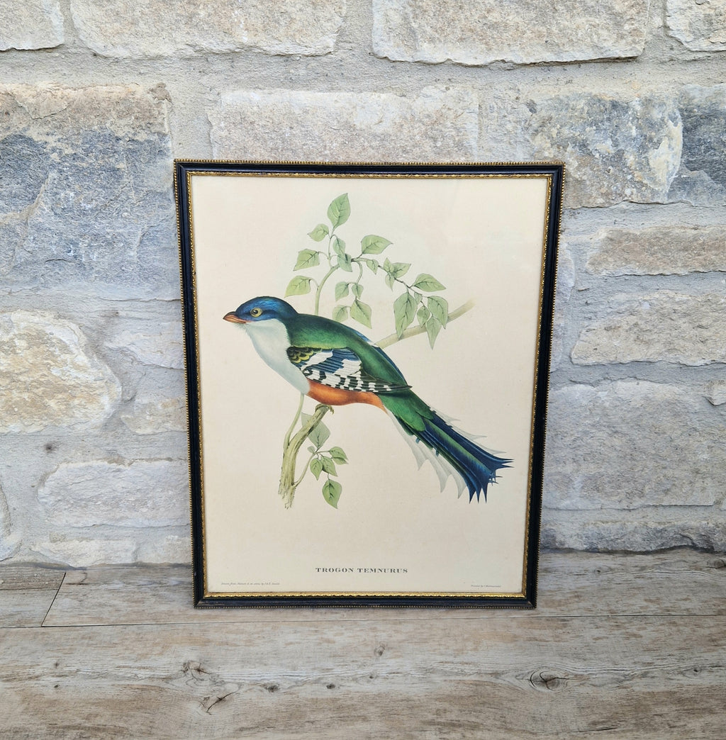 John & Elizabeth Gould Tropical Bird Framed Lithograph Print 1955