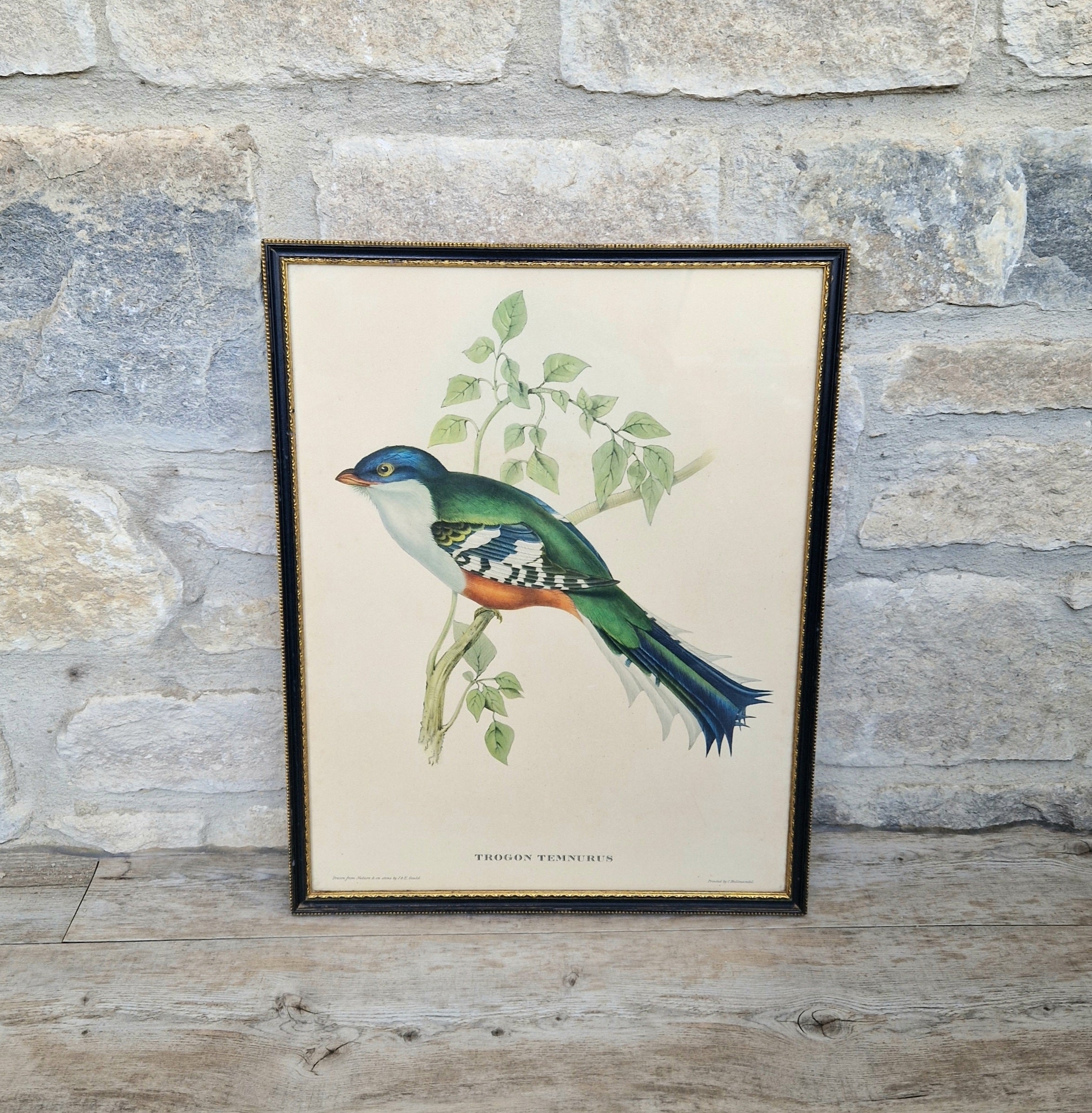 John & Elizabeth Gould Tropical Bird Framed Lithograph Print 1955