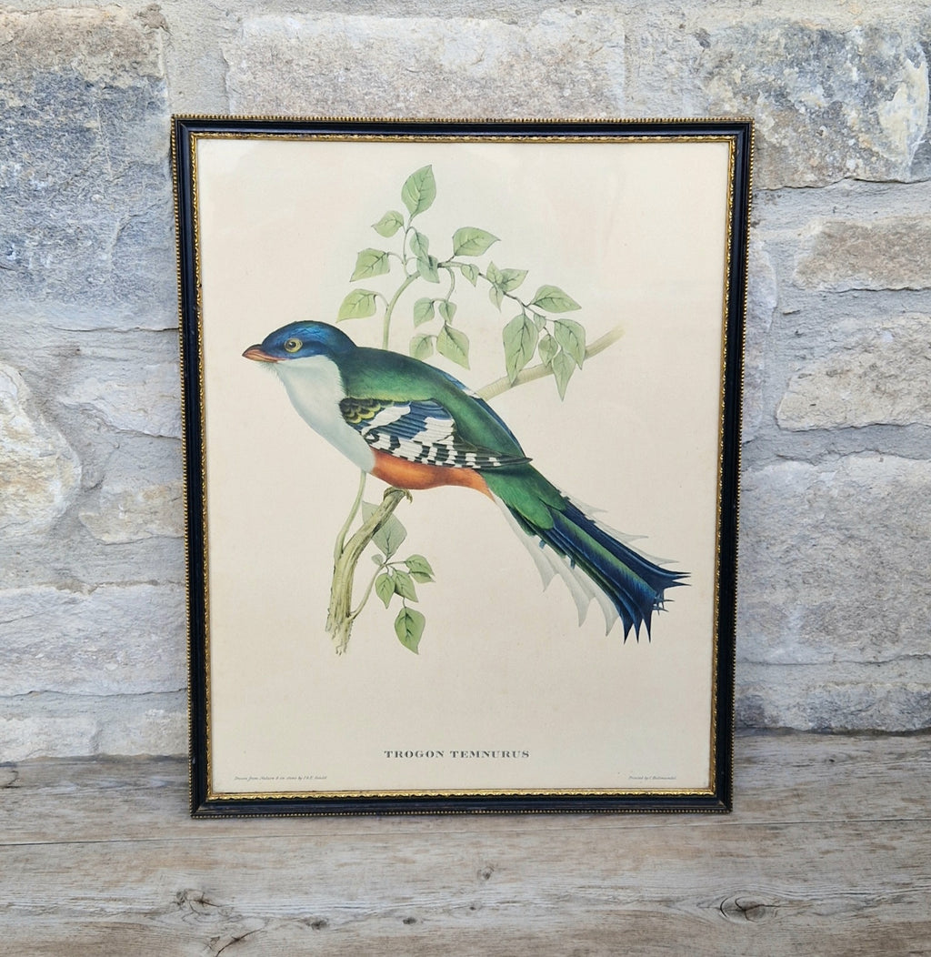 John & Elizabeth Gould Tropical Bird Framed Lithograph Print 1955