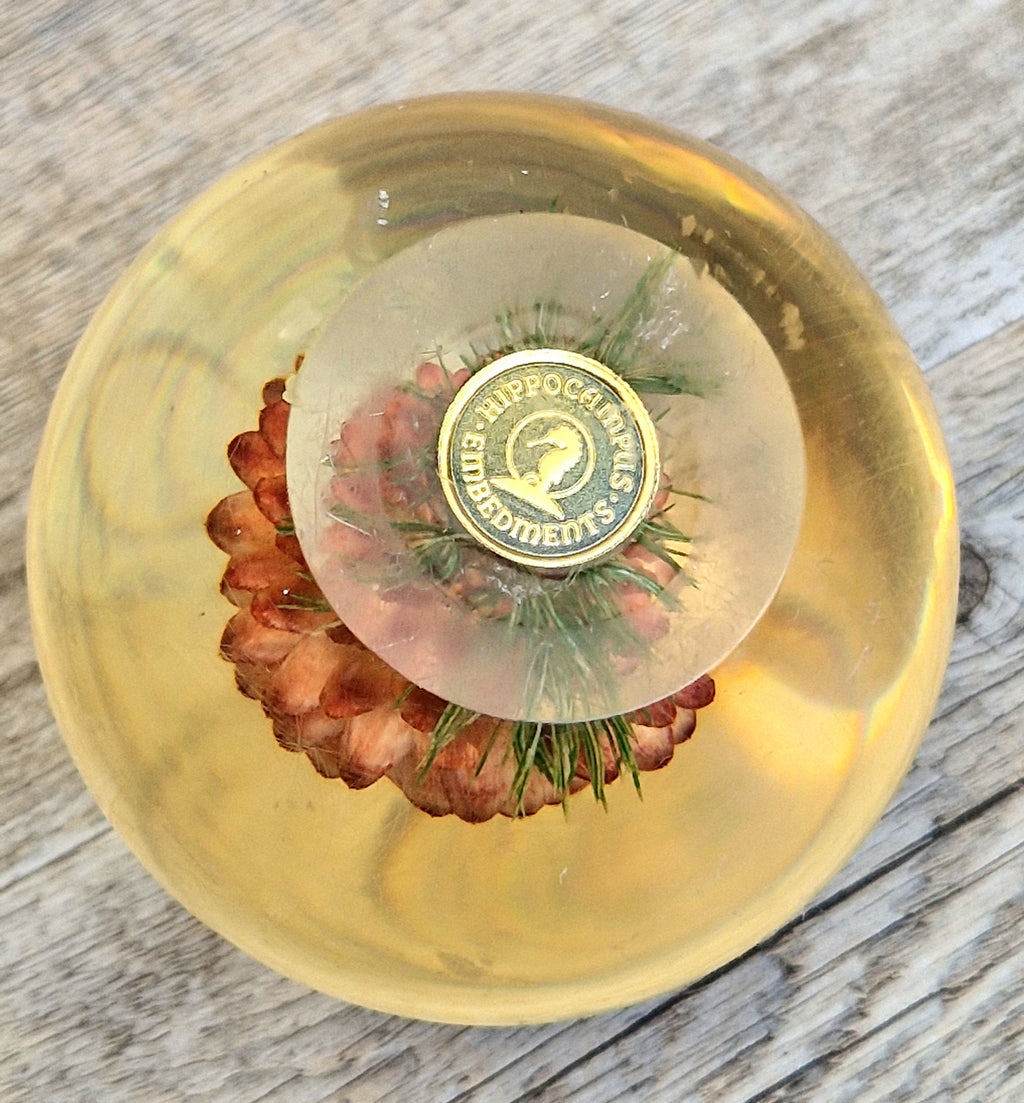 Vintage Hippocampus Embedments Orange Strawflower (Helichrysum) Lucite Paperweight 8cm