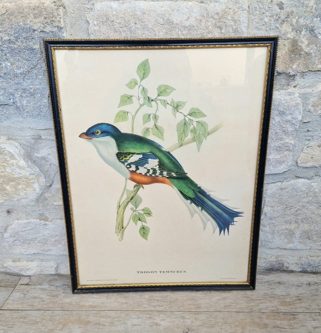 John & Elizabeth Gould Tropical Bird Framed Lithograph Print 1955
