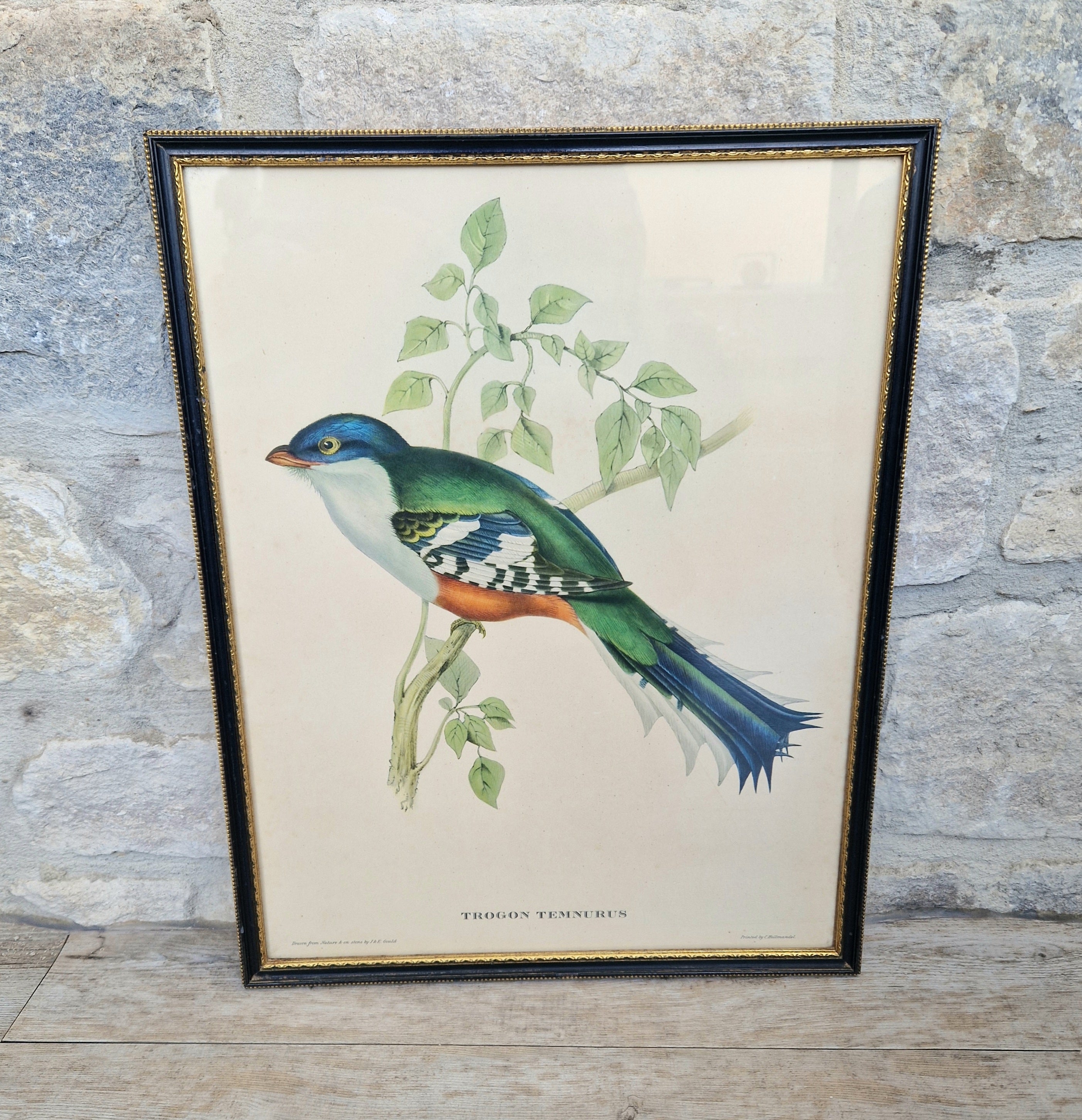 John & Elizabeth Gould Tropical Bird Framed Lithograph Print 1955
