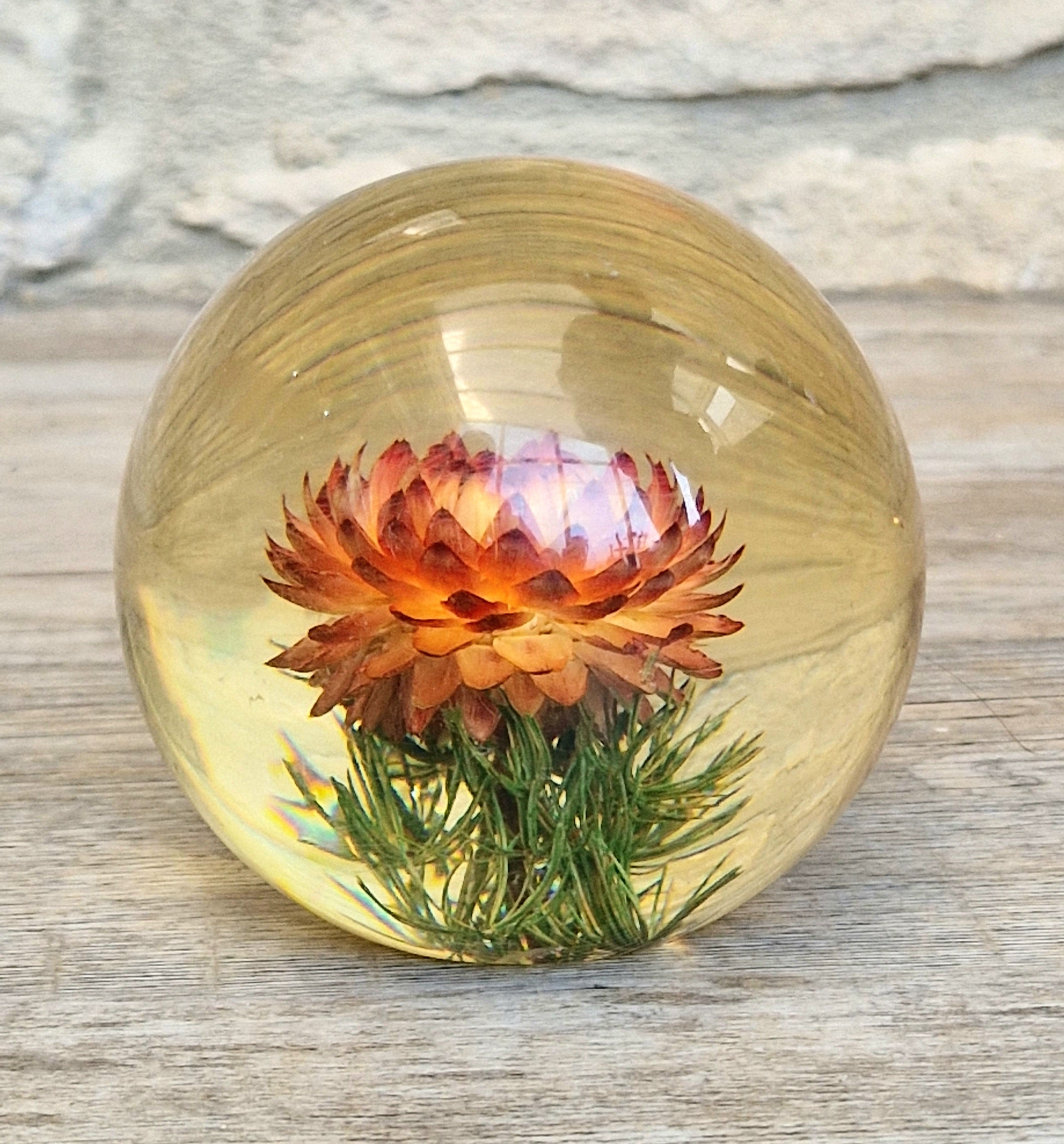Vintage Hippocampus Embedments Orange Strawflower (Helichrysum) Lucite Paperweight 8cm