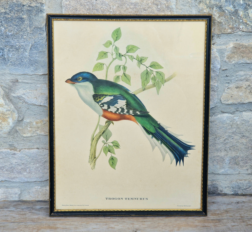 John & Elizabeth Gould Tropical Bird Framed Lithograph Print 1955