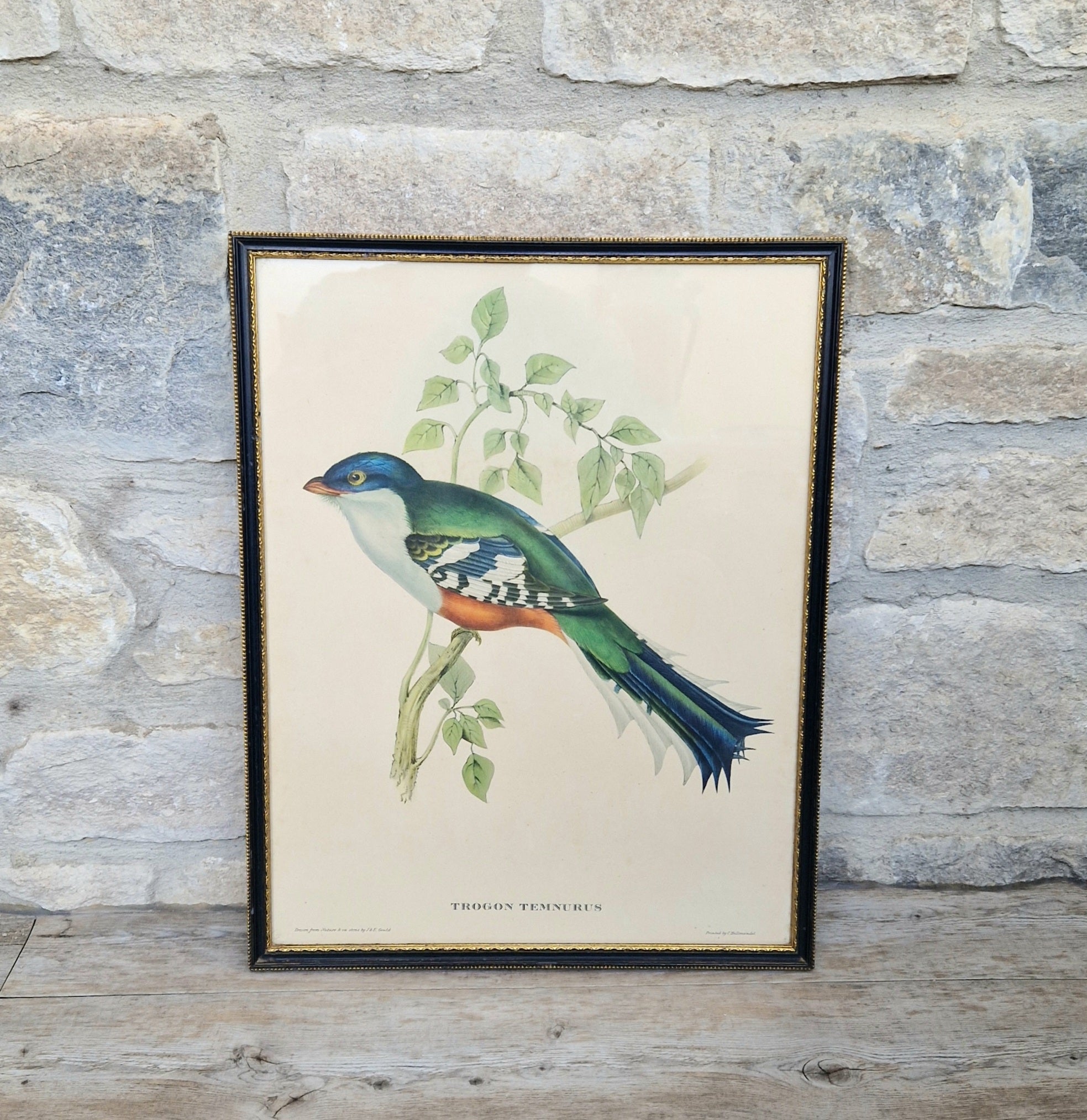 John & Elizabeth Gould Tropical Bird Framed Lithograph Print 1955