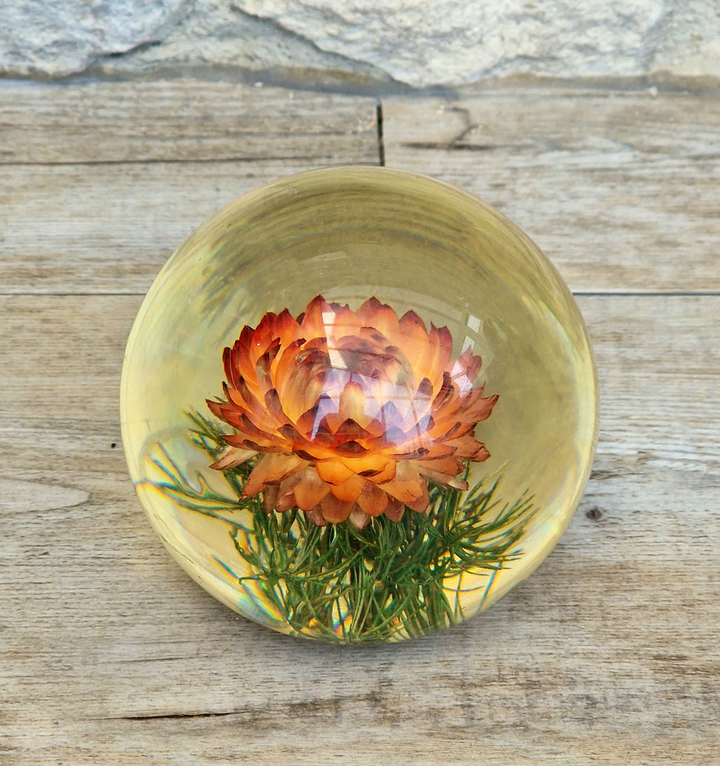 Vintage Hippocampus Embedments Orange Strawflower (Helichrysum) Lucite Paperweight 8cm