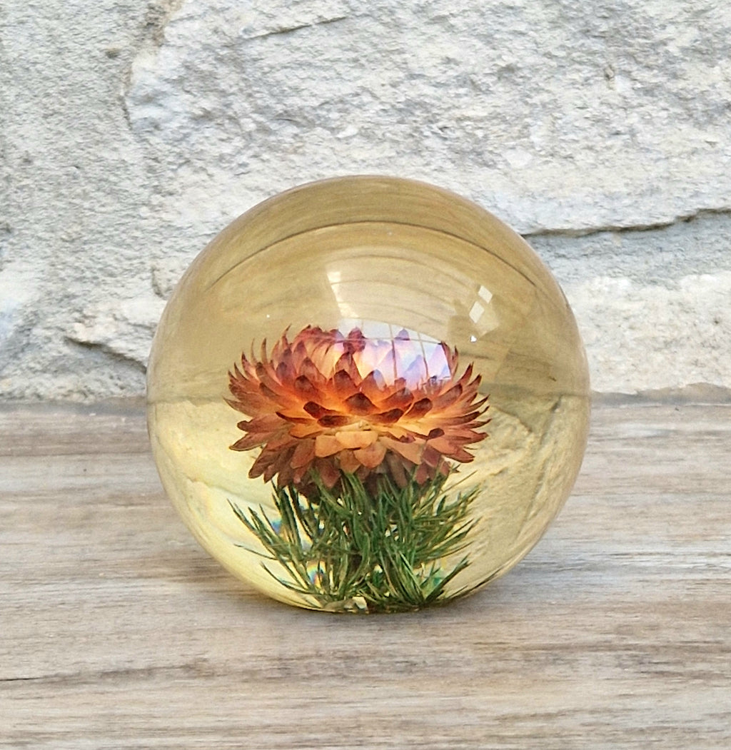 Vintage Hippocampus Embedments Orange Strawflower (Helichrysum) Lucite Paperweight 8cm