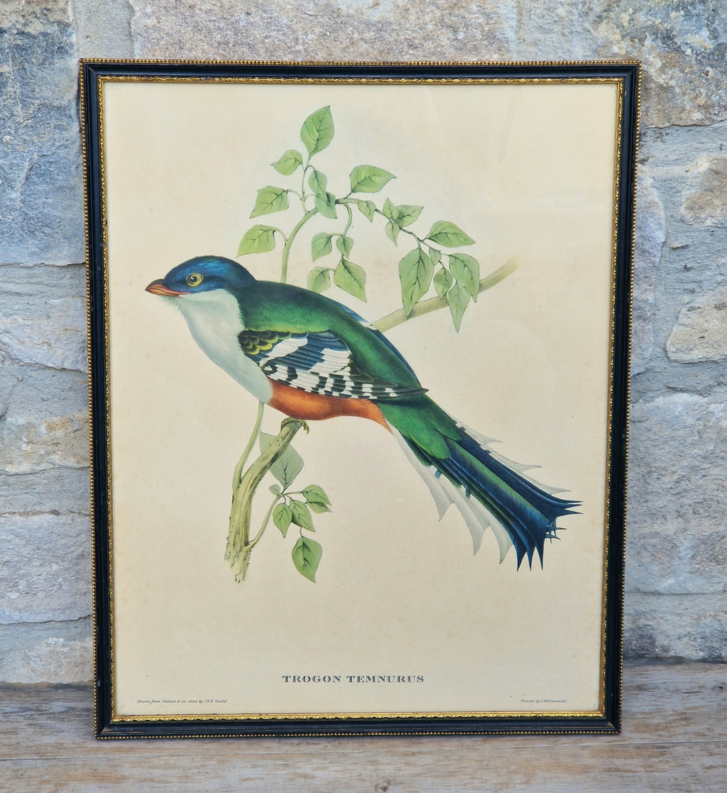 John & Elizabeth Gould Tropical Bird Framed Lithograph Print 1955