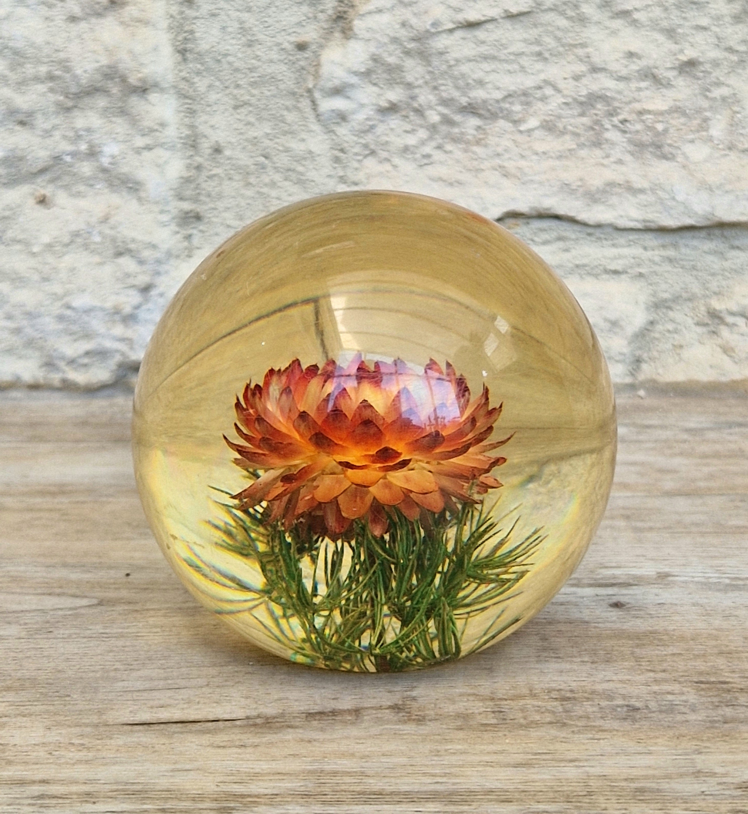 Vintage Hippocampus Embedments Orange Strawflower (Helichrysum) Lucite Paperweight 8cm