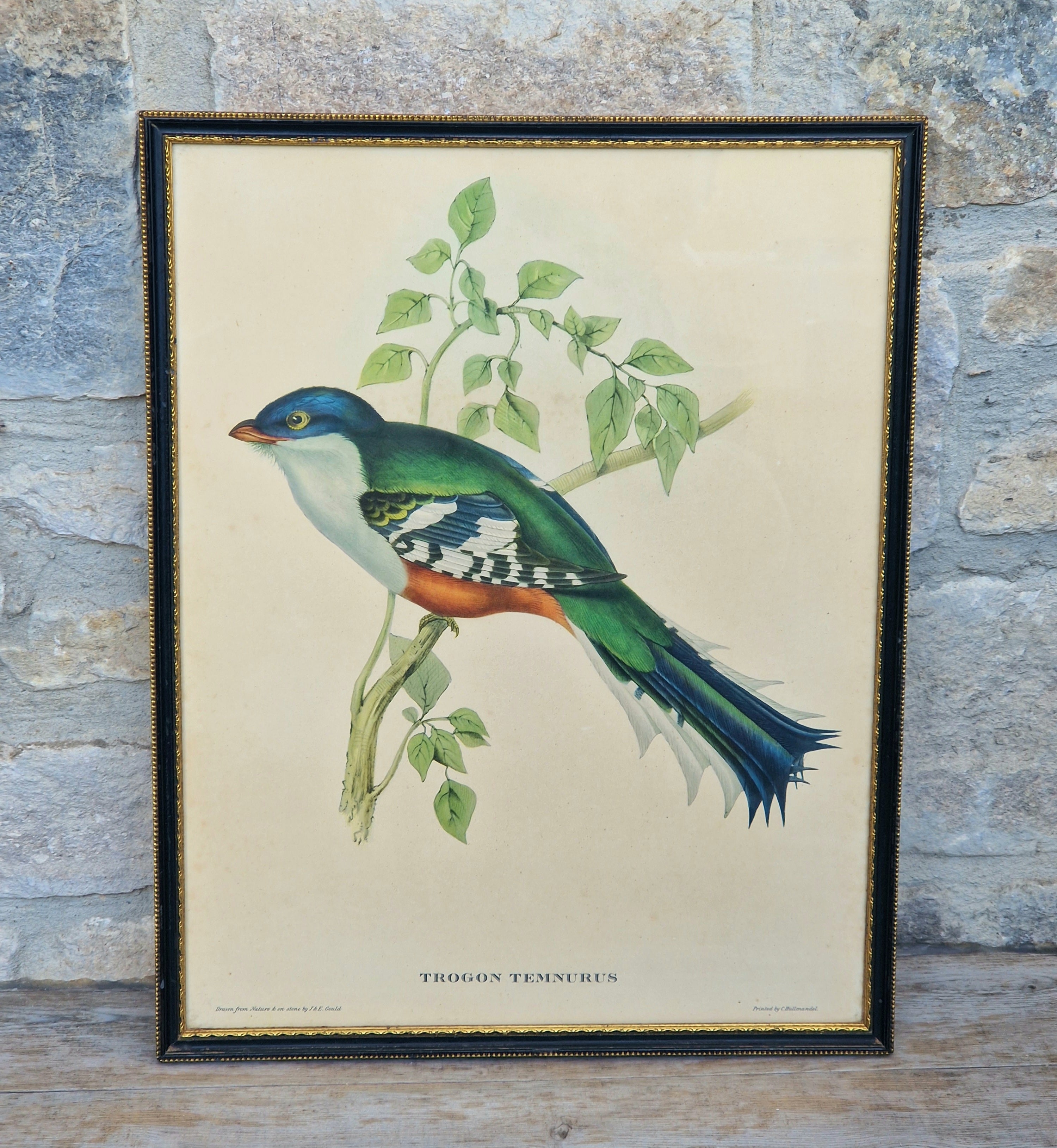 John & Elizabeth Gould Tropical Bird Framed Lithograph Print 1955