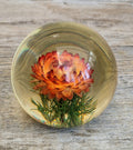 Vintage Hippocampus Embedments Orange Strawflower (Helichrysum) Lucite Paperweight 8cm