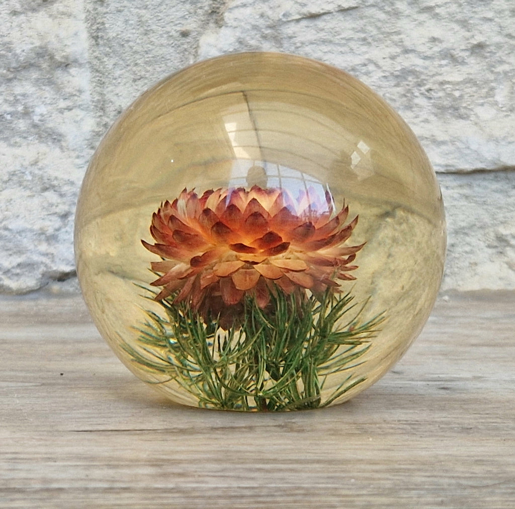 Vintage Hippocampus Embedments Orange Strawflower (Helichrysum) Lucite Paperweight 8cm