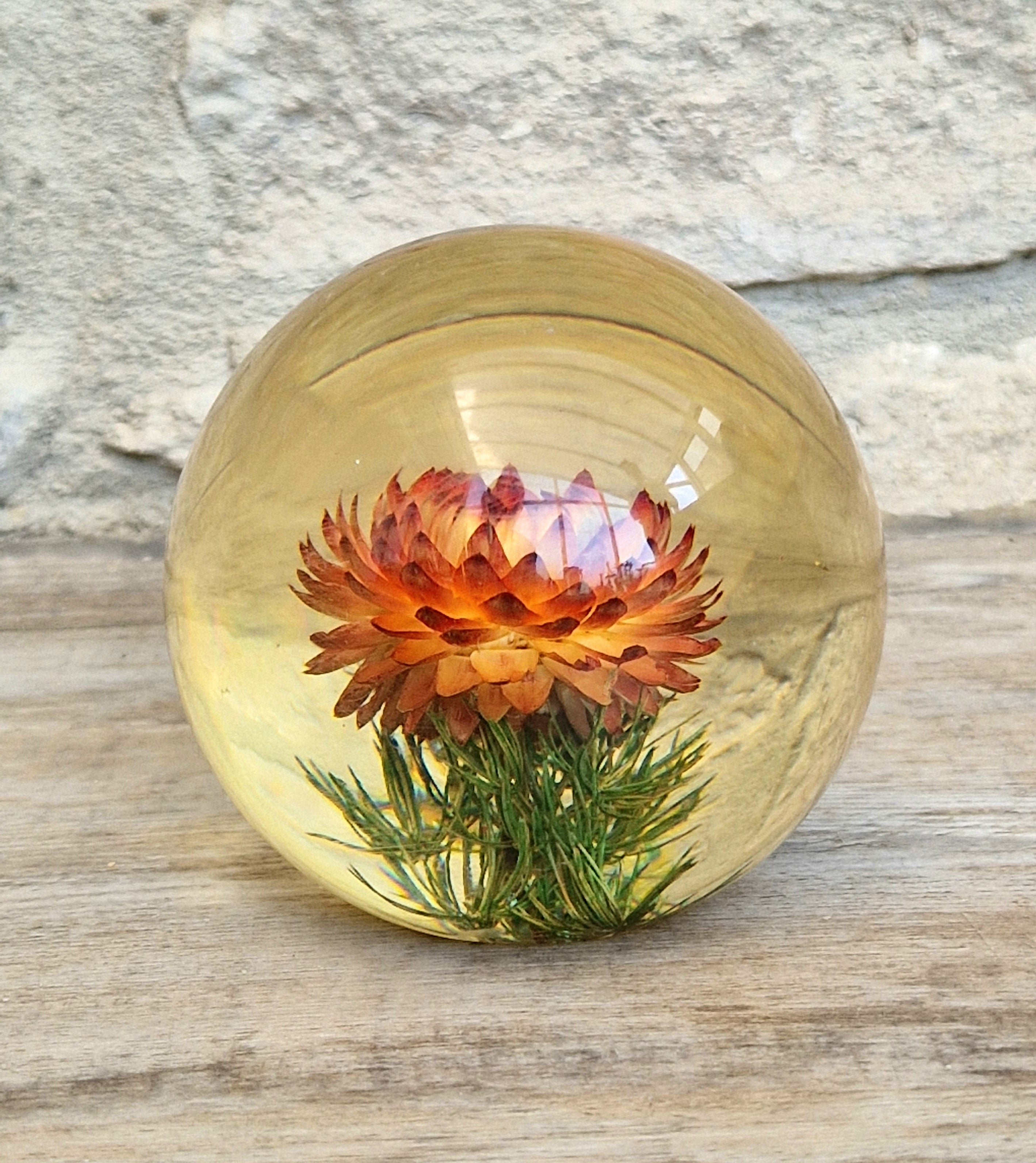 Vintage Hippocampus Embedments Orange Strawflower (Helichrysum) Lucite Paperweight 8cm