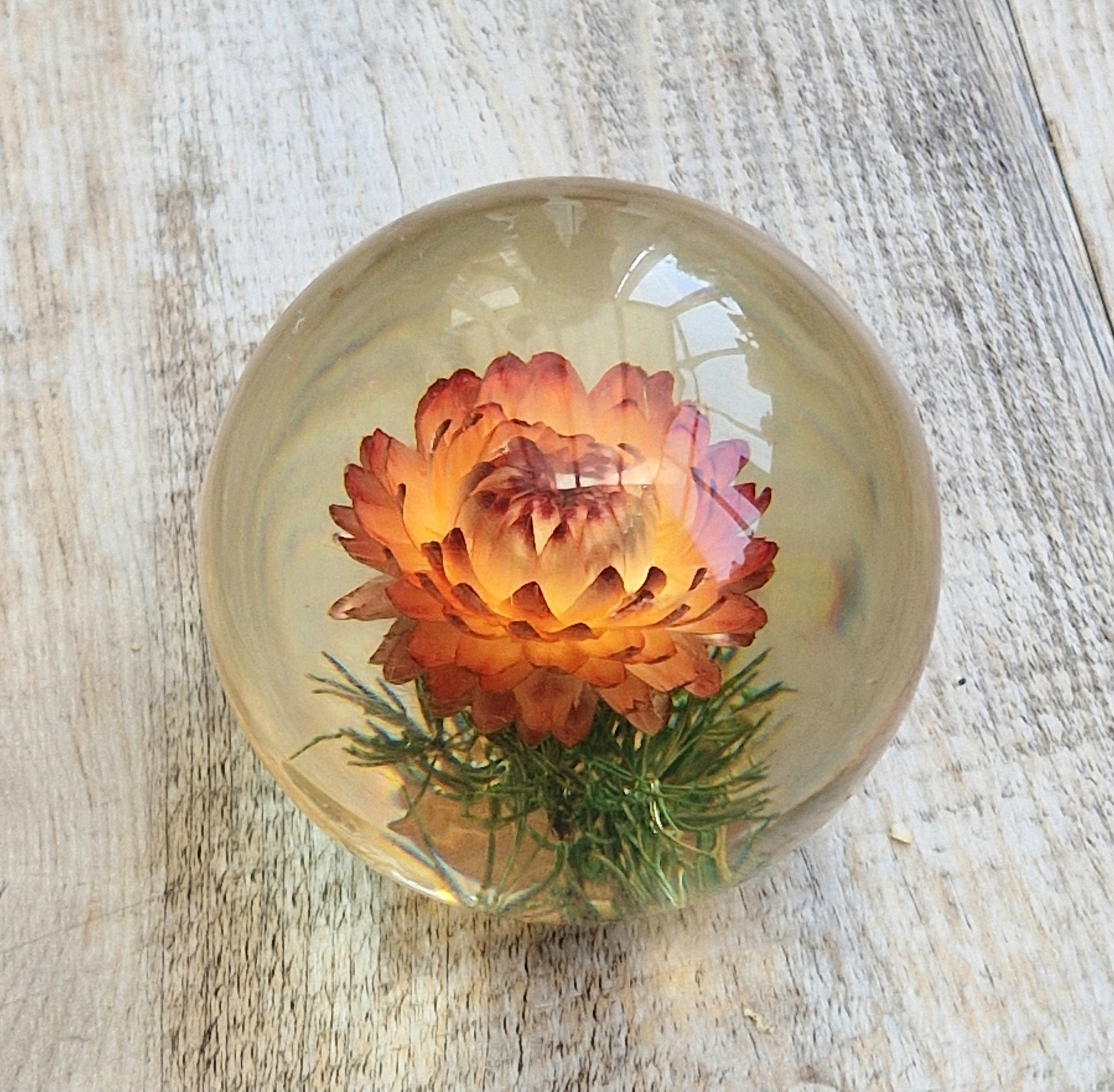 Vintage Hippocampus Embedments Orange Strawflower (Helichrysum) Lucite Paperweight 8cm