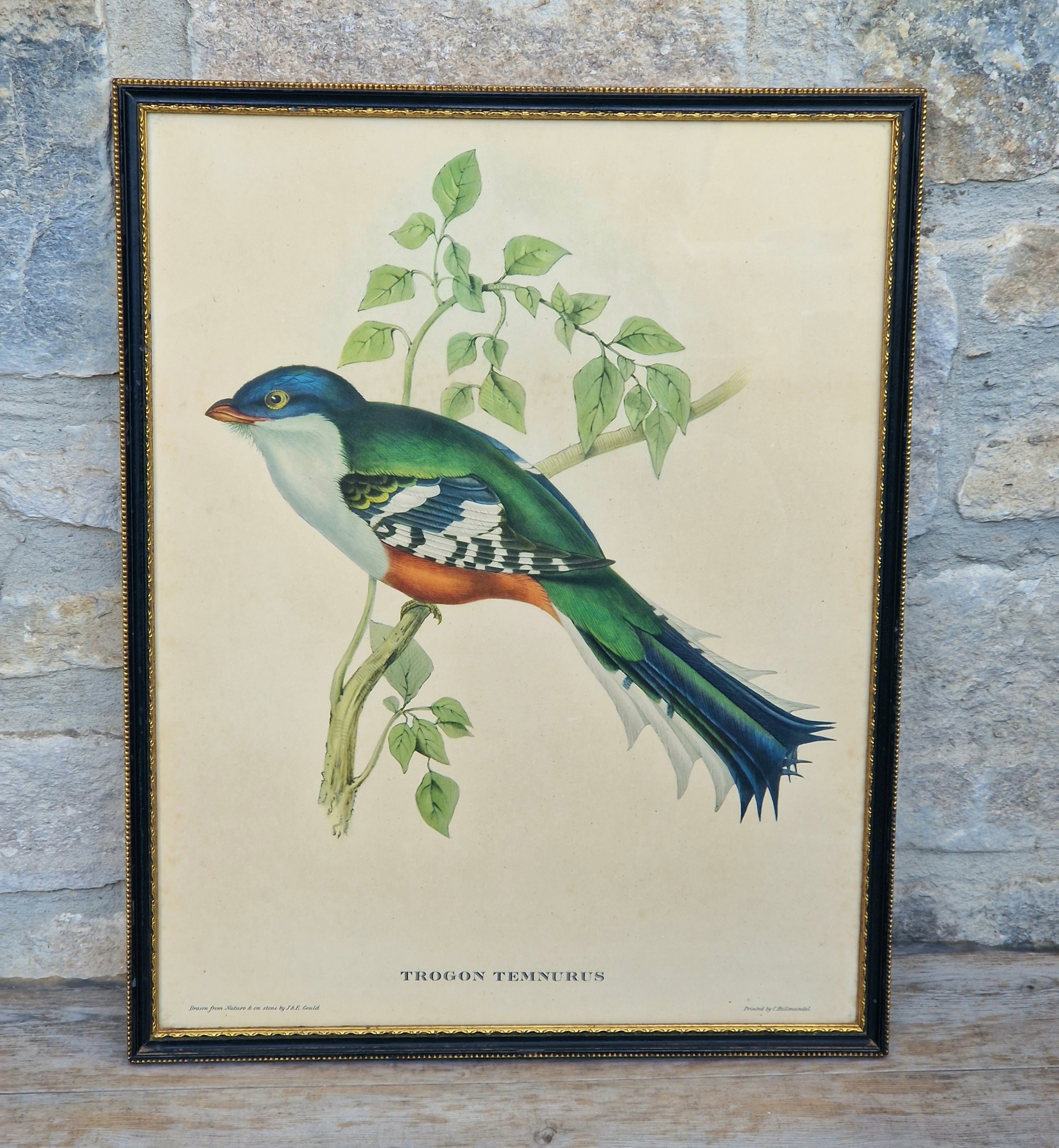John & Elizabeth Gould Tropical Bird Framed Lithograph Print 1955