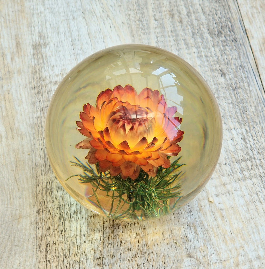 Vintage Hippocampus Embedments Orange Strawflower (Helichrysum) Lucite Paperweight 8cm