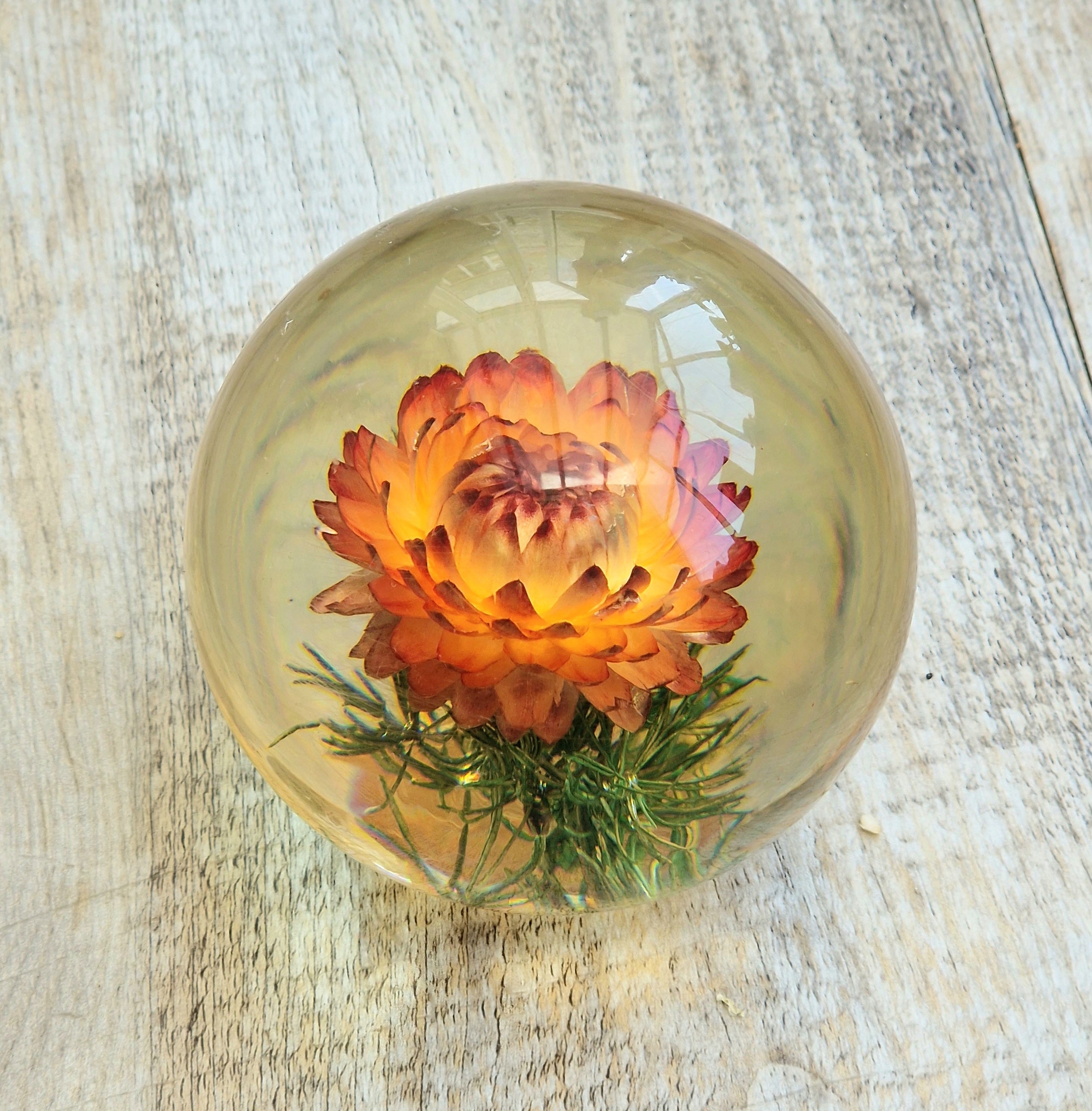 Vintage Hippocampus Embedments Orange Strawflower (Helichrysum) Lucite Paperweight 8cm