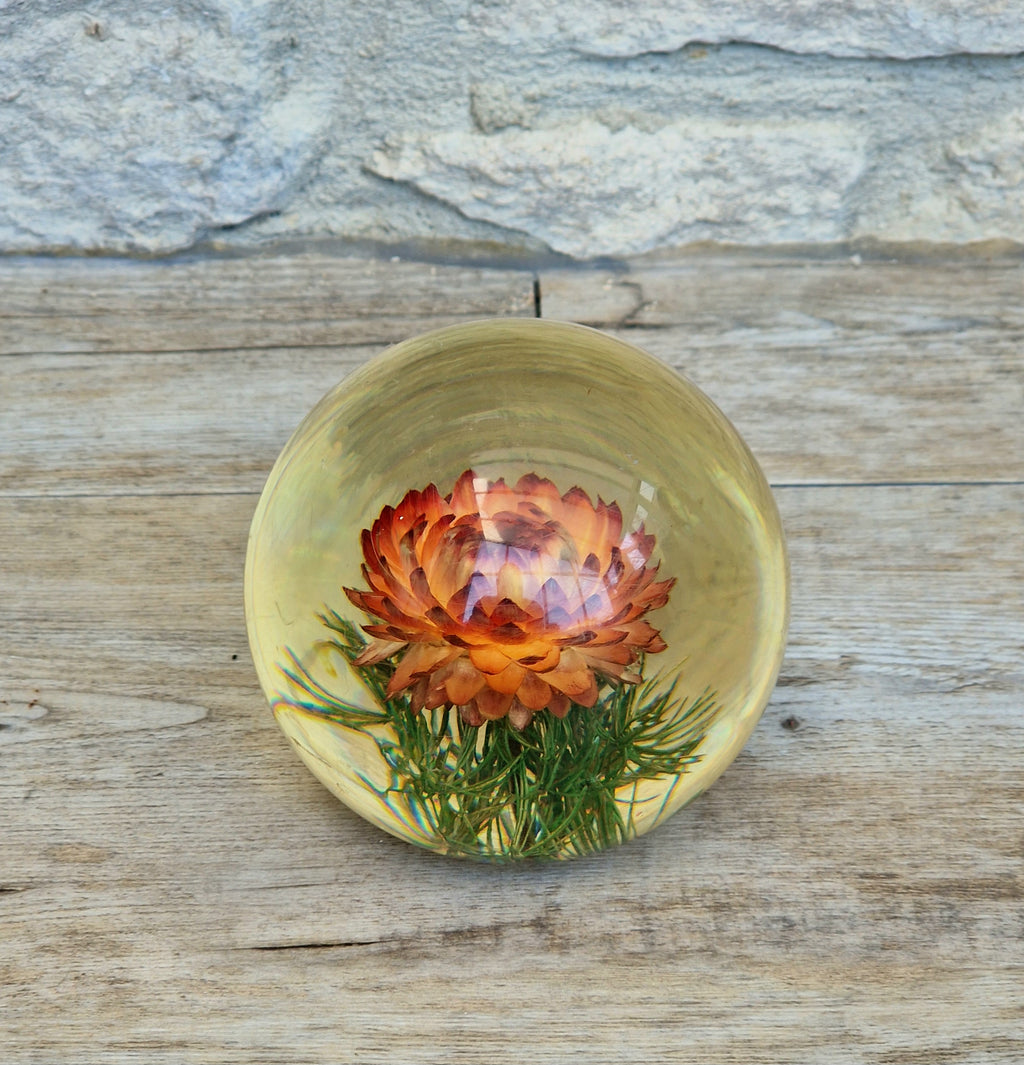 Vintage Hippocampus Embedments Orange Strawflower (Helichrysum) Lucite Paperweight 8cm