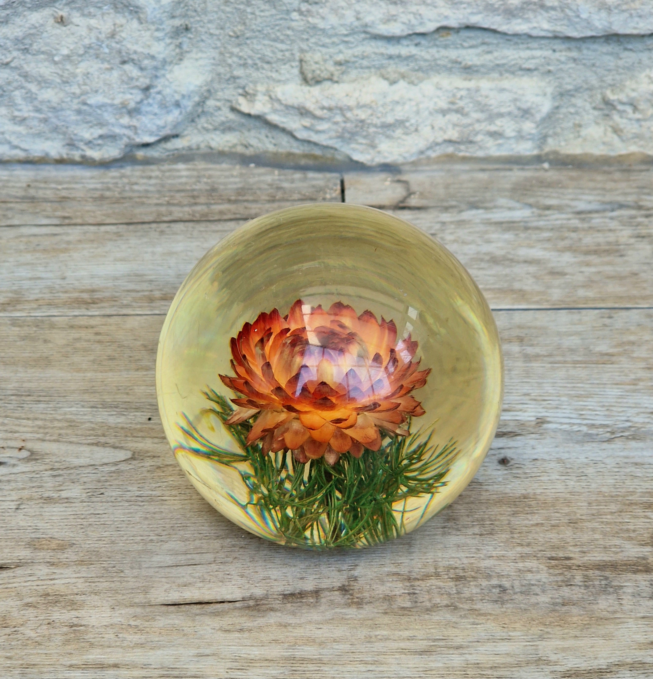 Vintage Hippocampus Embedments Orange Strawflower (Helichrysum) Lucite Paperweight 8cm