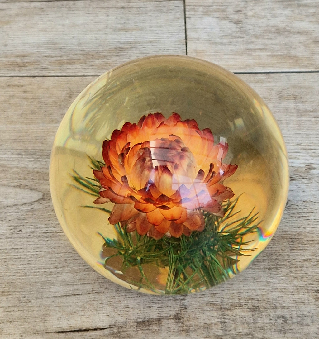 Vintage Hippocampus Embedments Orange Strawflower (Helichrysum) Lucite Paperweight 8cm
