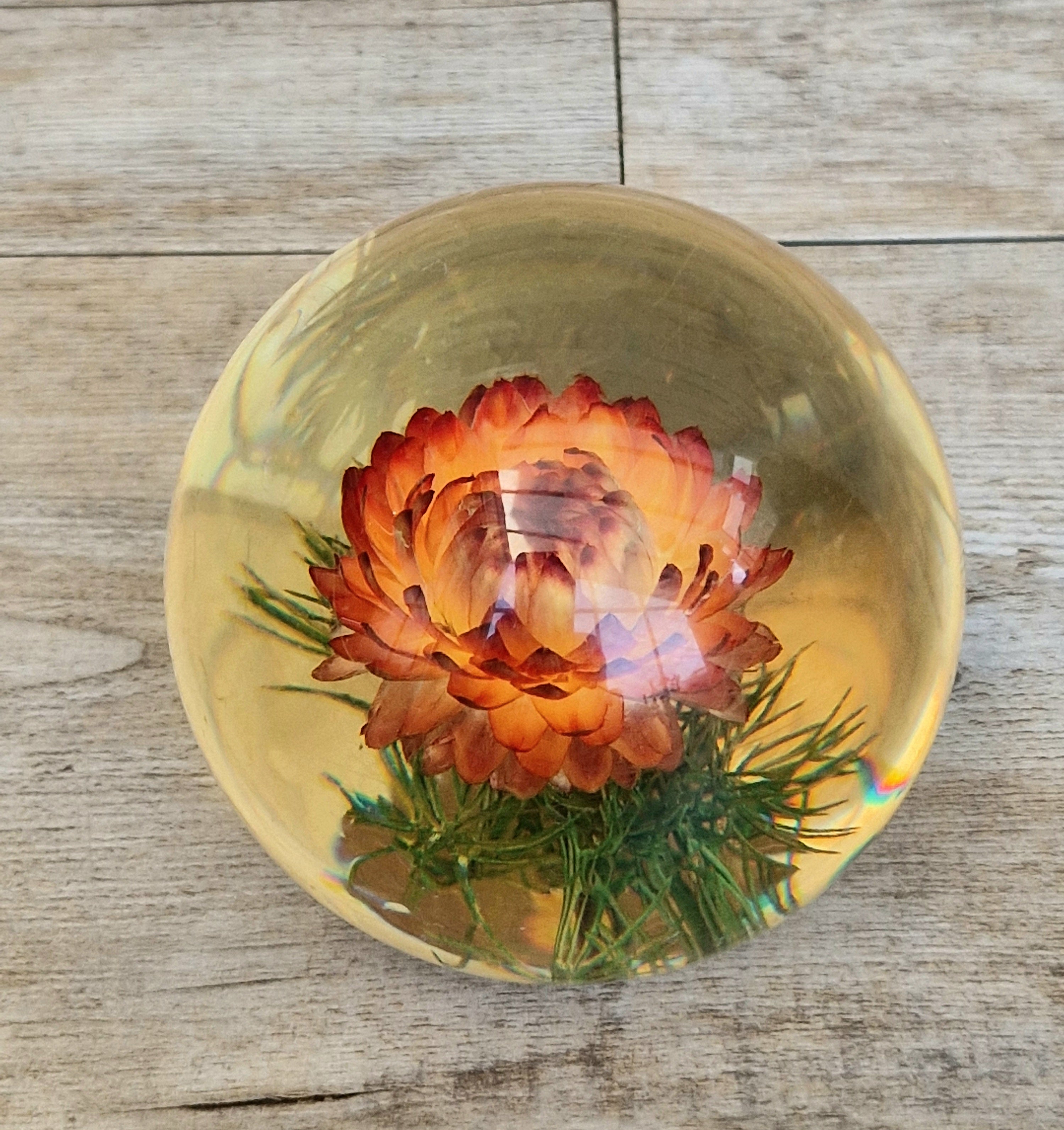 Vintage Hippocampus Embedments Orange Strawflower (Helichrysum) Lucite Paperweight 8cm