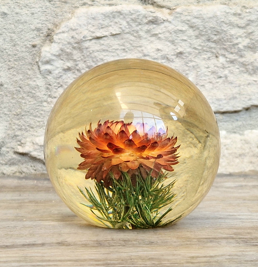 Vintage Hippocampus Embedments Orange Strawflower (Helichrysum) Lucite Paperweight 8cm