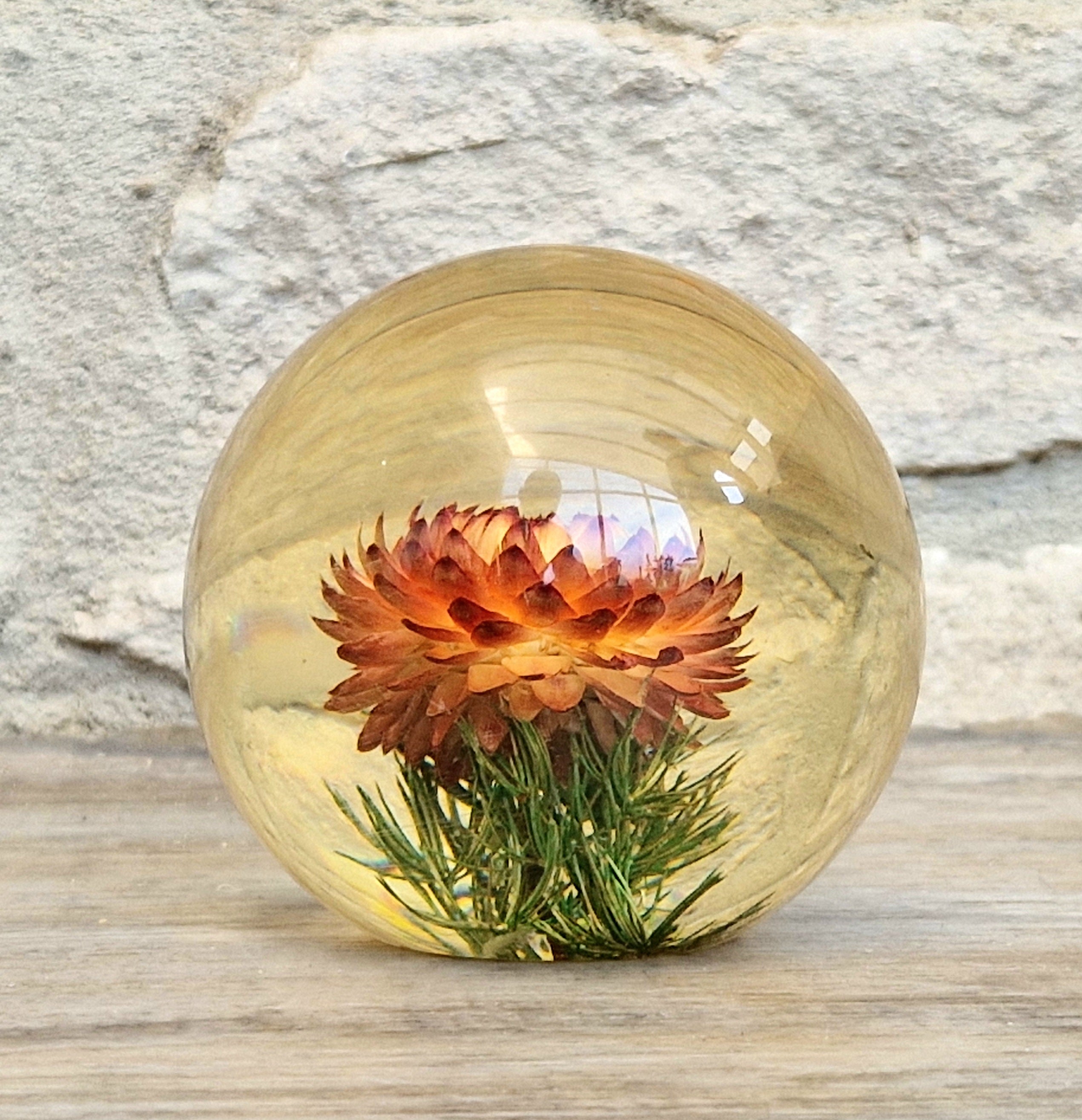 Vintage Hippocampus Embedments Orange Strawflower (Helichrysum) Lucite Paperweight 8cm