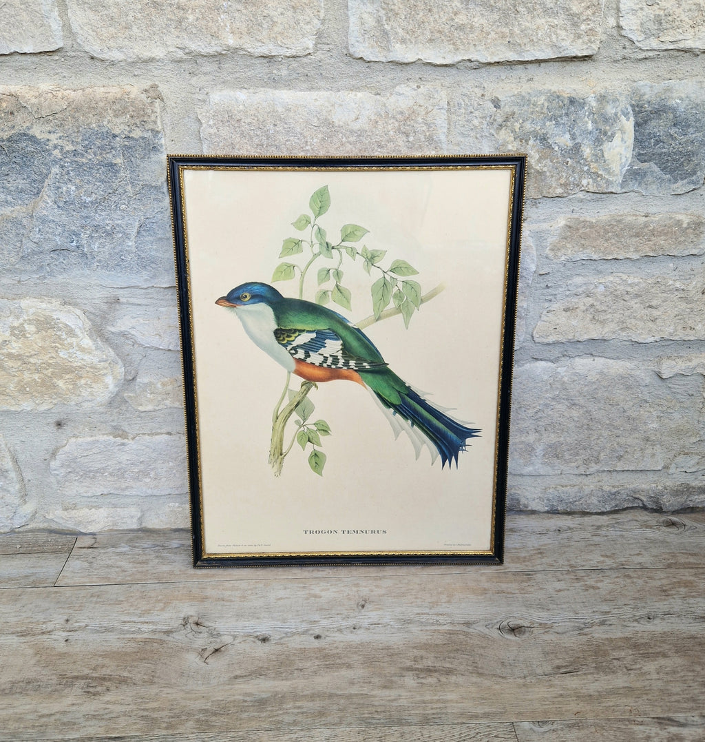 John & Elizabeth Gould Tropical Bird Framed Lithograph Print 1955