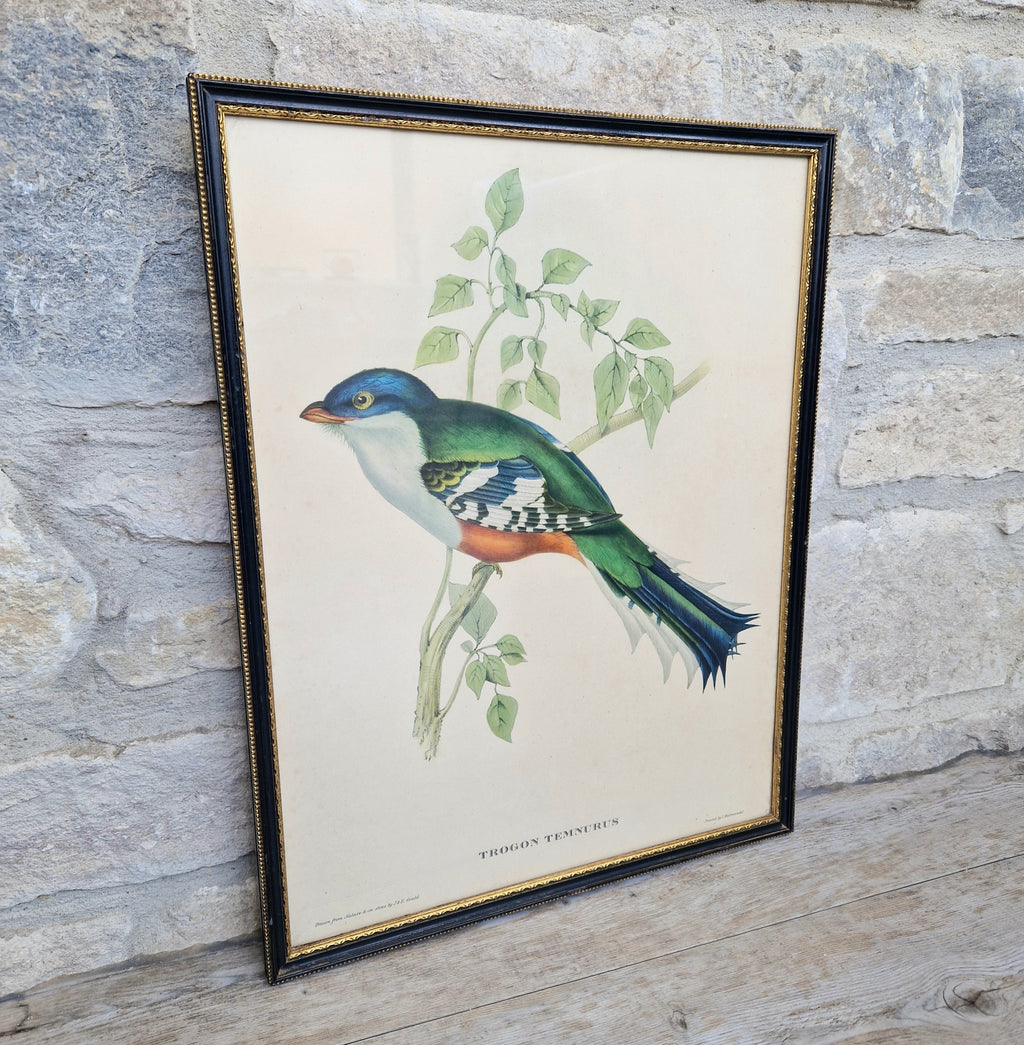 John & Elizabeth Gould Tropical Bird Framed Lithograph Print 1955